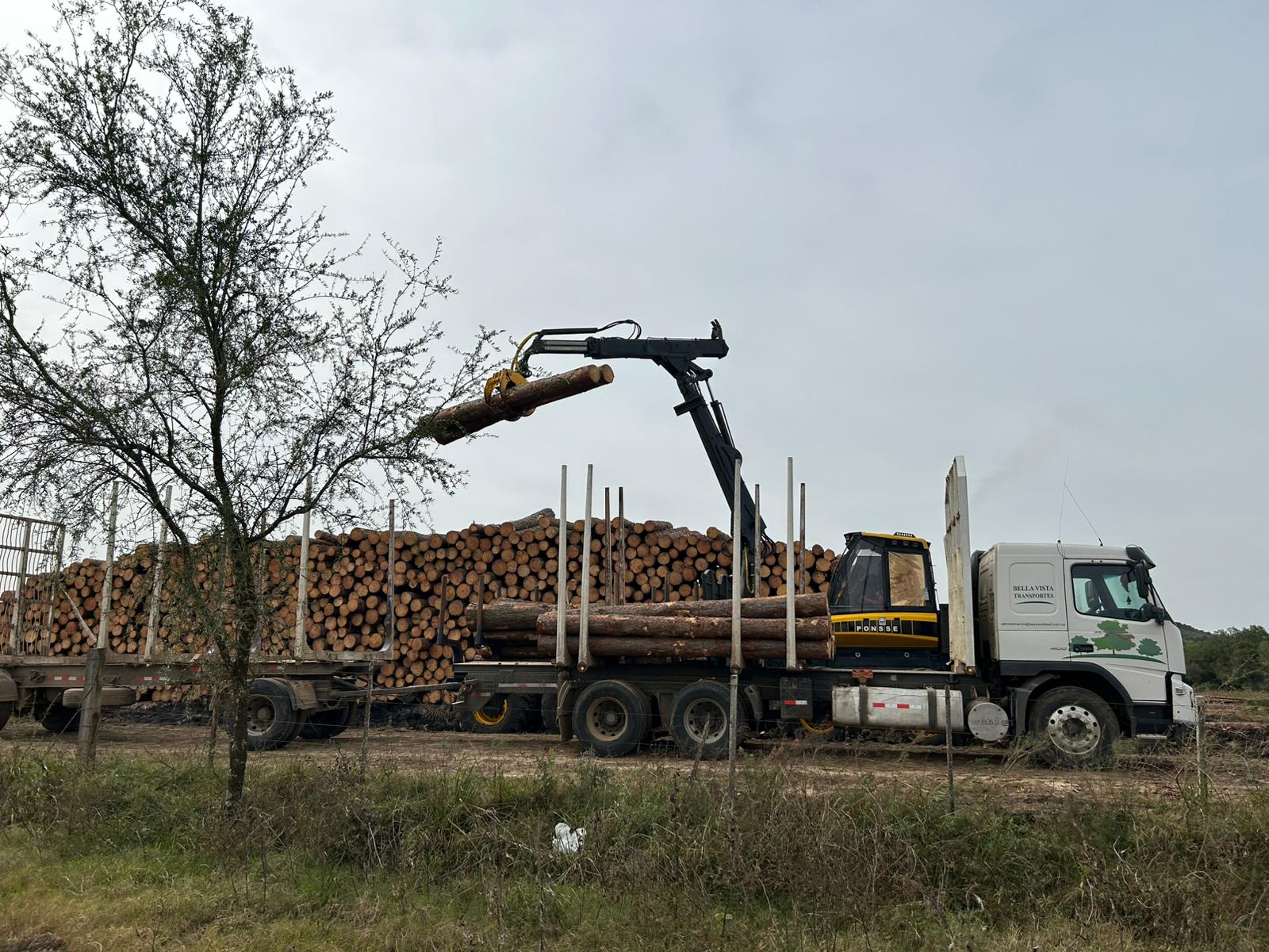 Carga y transporte forestal de madera en Uruguay