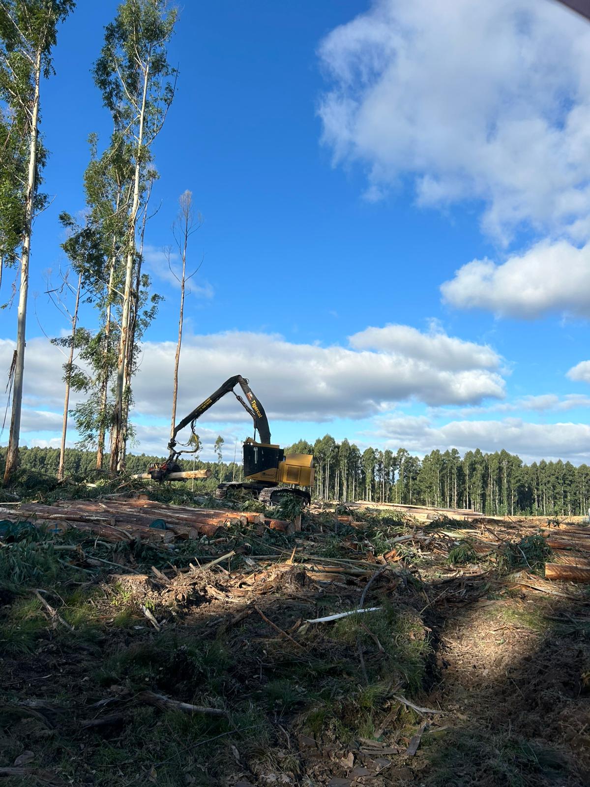 Cosecha y extracción de madera mecanizada en Uruguay