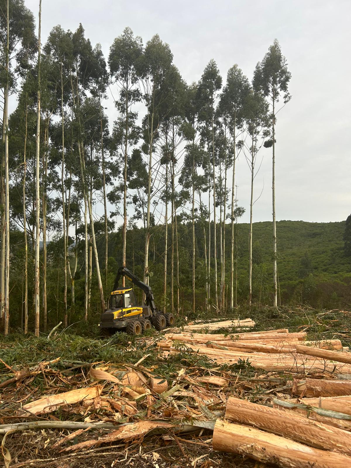 Harvester forestal La Escondida trabajando en plantación